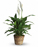 Spathiphyllum Élégance Pure - Petit