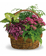 Panier Jardin Secret Panier Jardin Secret