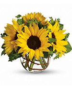Tournesols Ensoleills