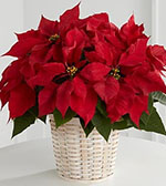 Panier de Poinsettias Rouge (petit)