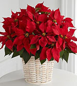 Panier de Poinsettias Rouge (Grand)