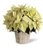 Panier à Poinsettias Blanc (Grand)