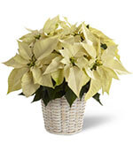 Panier à Poinsettias Blanc (petit)